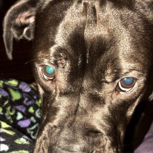 Meet your Posher, Emma